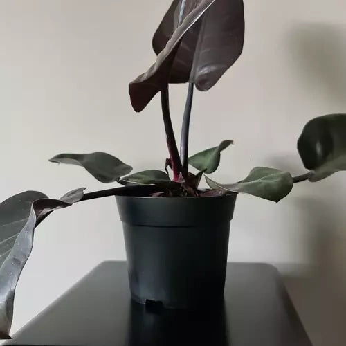 Set Proizvodnih Posuda za Sadnju 16 cm, 2 L, Crne, 500 Komada