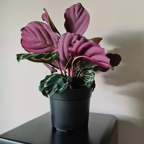 Set Proizvodnih Posuda za Sadnju 16 cm, 2 L, Crne, 500 Komada