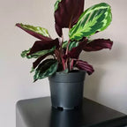 Set Proizvodnih Posuda za Sadnju 16 cm, 2 L, Crne, 500 Komada