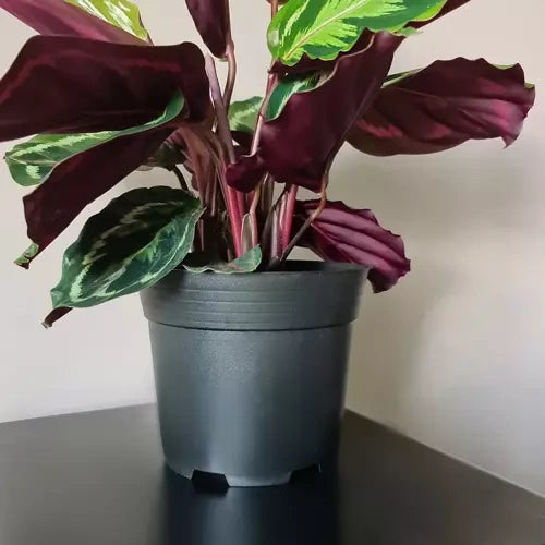 Set Proizvodnih Posuda za Sadnju 16 cm, 2 L, Crne, 500 Komada