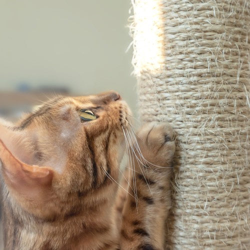 Penjalica za Mačke 71 cm Siva s 4 Kata