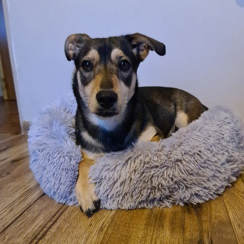 Debeli Okrugli Krevet za Pse i Mačke M, Sivi, 60 x 15 cm