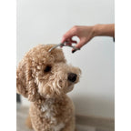 Set Škara za Njegu Pasa u Etuiu 9 x 3 x 21.3 cm