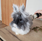 Set za Šišanje Pasa s Priborom, USB Punjenje, 4,5 x 17 x 3,5 cm