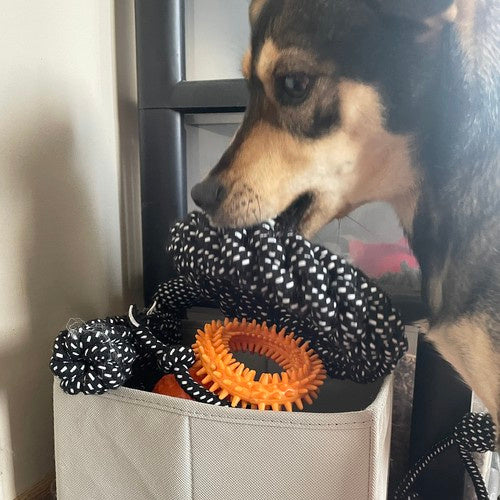 Set Igračaka za Pse, 10 Komada, Crno-Bijelo-Žuti