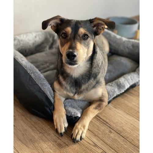 Krevet Za Pse i Mačke 60x45 cm, Sivo-Crni