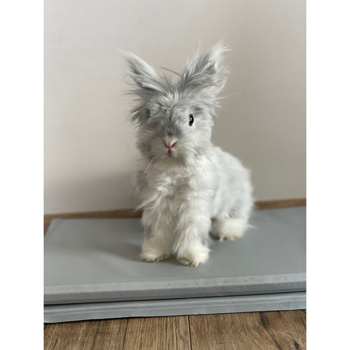 Hladilna Prostirka za Životinje 90x50 cm Siva