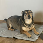 Hladilna Prostirka za Životinje 90x50 cm Siva