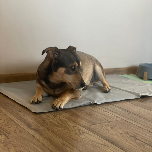 Hladilna Prostirka za Životinje 90x50 cm Siva