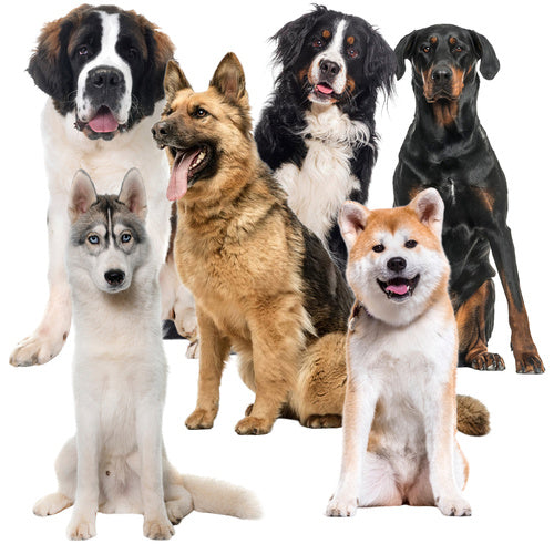 Hladilna Prostirka za Životinje 110x70 cm Crna XXL