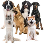 Hladilna Prostirka za Životinje 110x70 cm Crna XXL