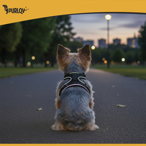 Podesivi Antistres Oprsnjak za Pse i Mačke S s Povodcem 150 cm
