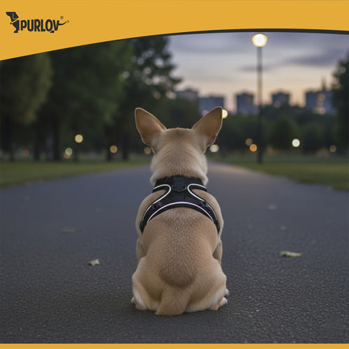 Bezpritisna Oprsnica za Pse i Mačke XS s Povodcem 150 cm